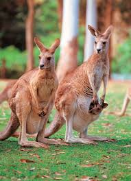 kangaroo