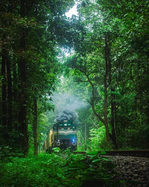 TRAIN IN FOREST