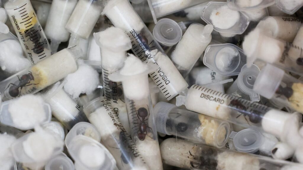 QUEEN ANTS SMUGGLING IN KENYA