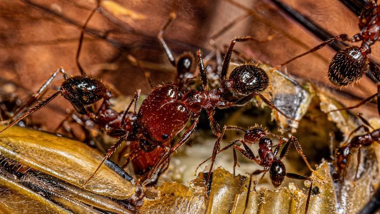 ఒక్క చీమ ధర గ్రాము బంగారం కంటే ఎక్కువే