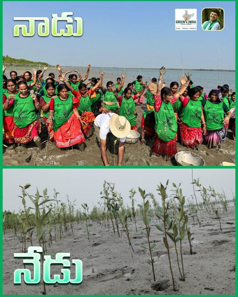 GREEN INDIA CHALLENGE SAPLINGS BEFORE AND AFTER
