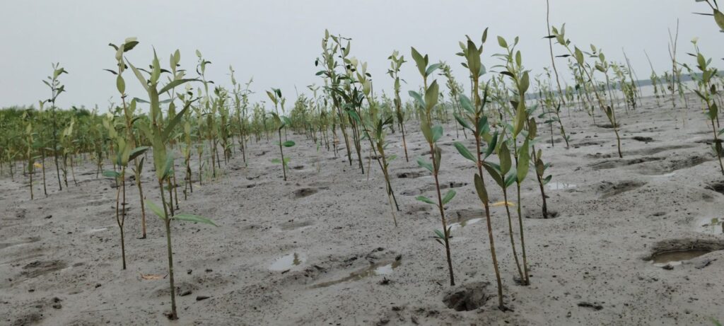 GREEN INDIA CHALLEGE SAPLINGS