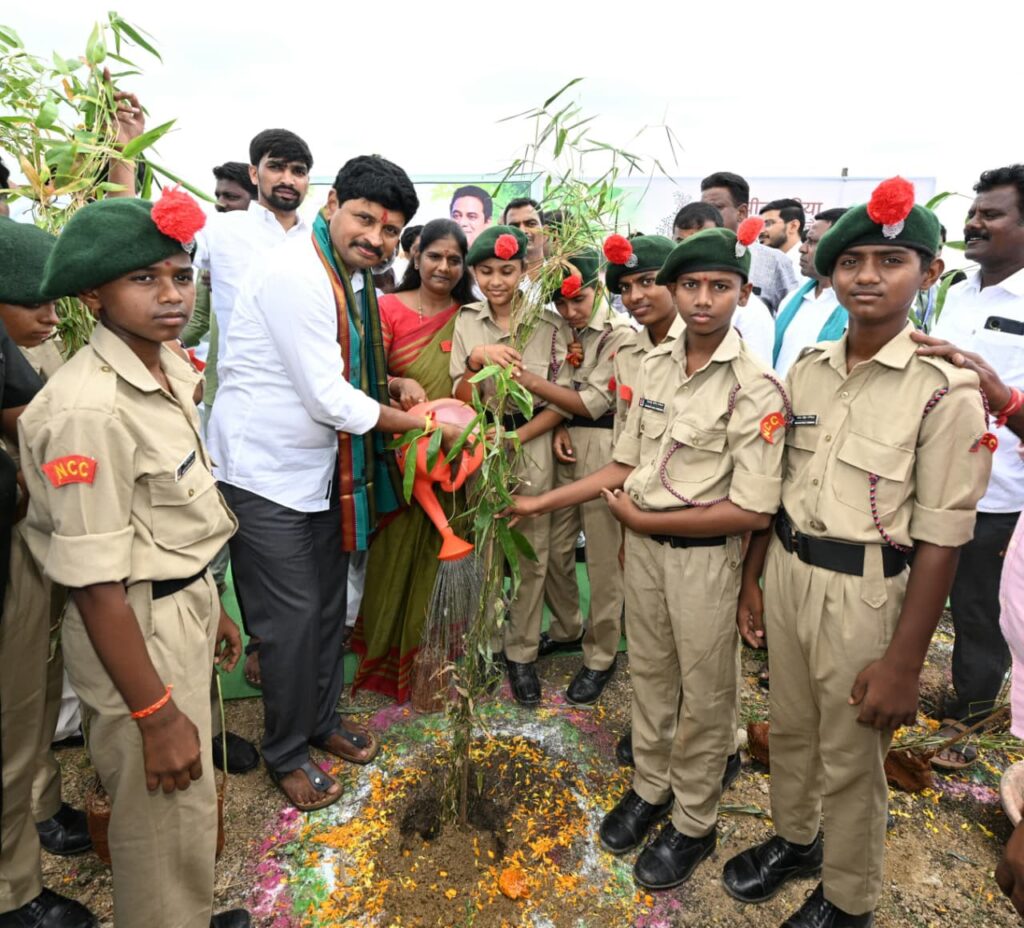 green india challeger saplings